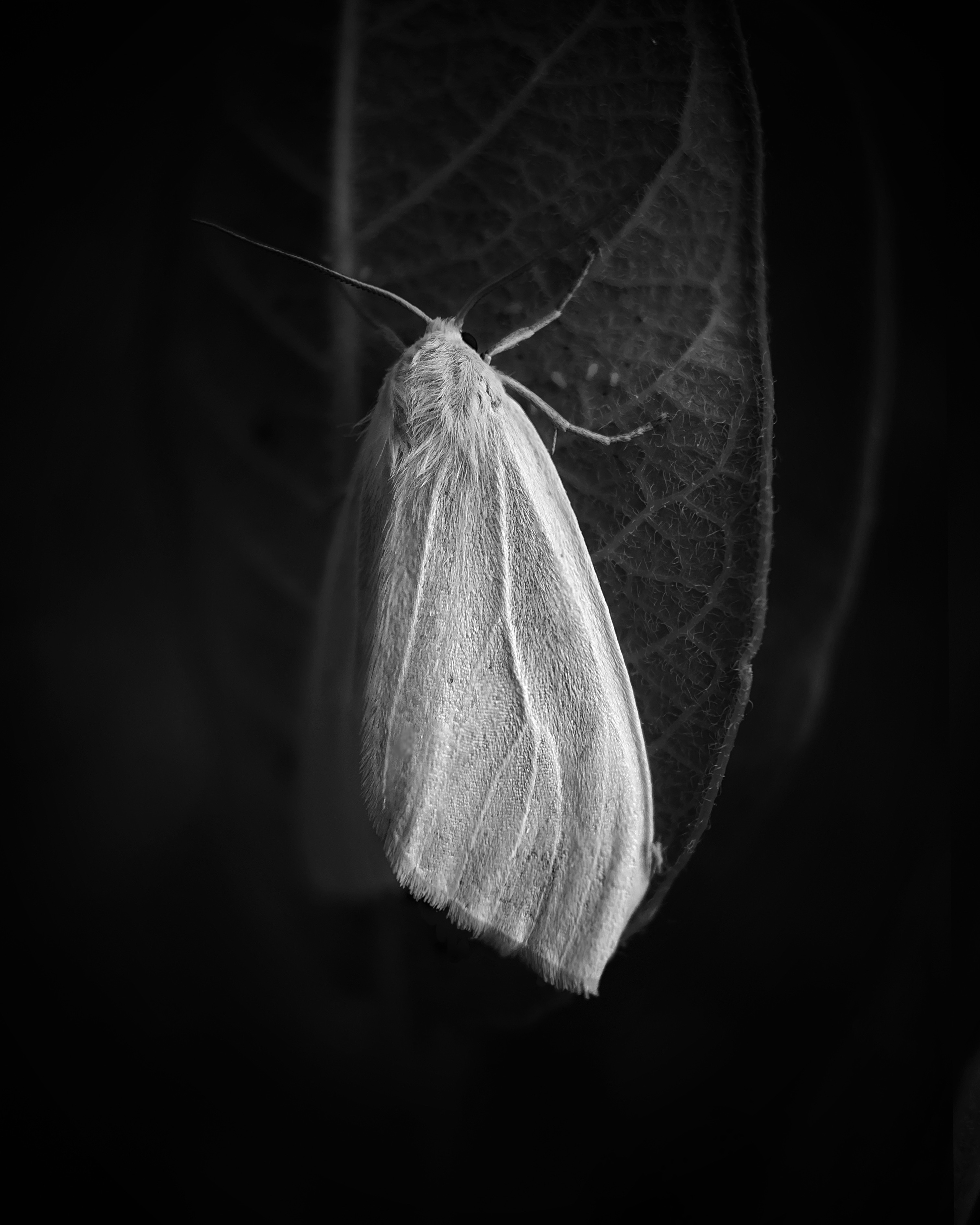 A close-up of a moth on a leaf