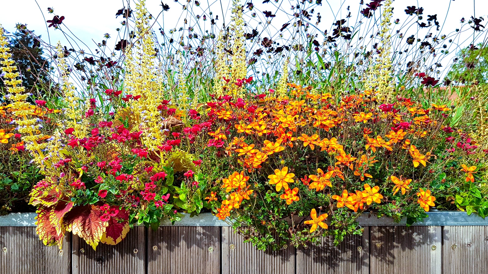 plants for balcony growing in mixed floral display