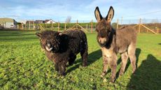 orphaned-donkey-folly-farm2-copy.jpg