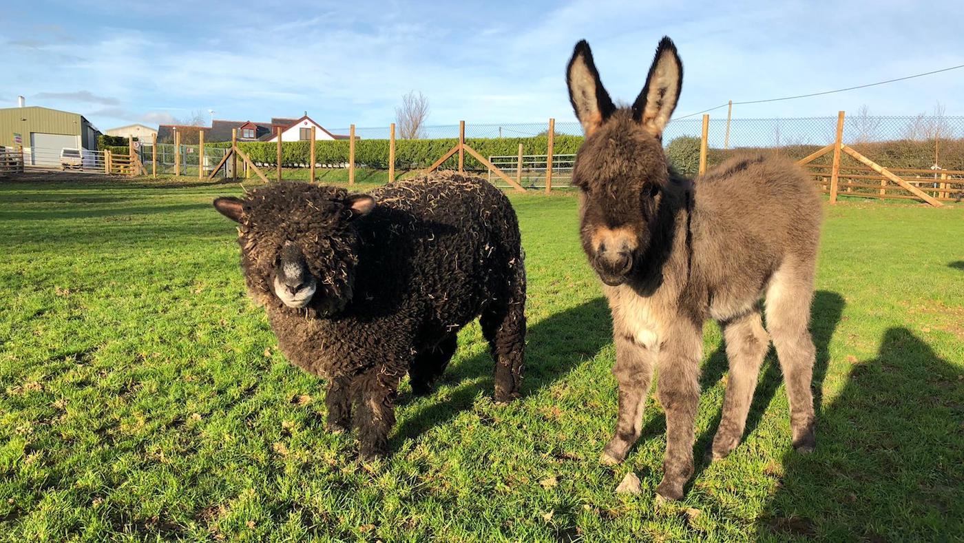 orphaned-donkey-folly-farm2-copy.jpg