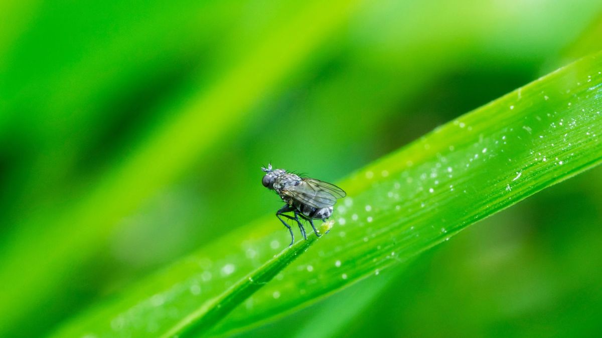 このシンプルな砂糖ソリューションは、ハエを観葉植物から遠ざけます。