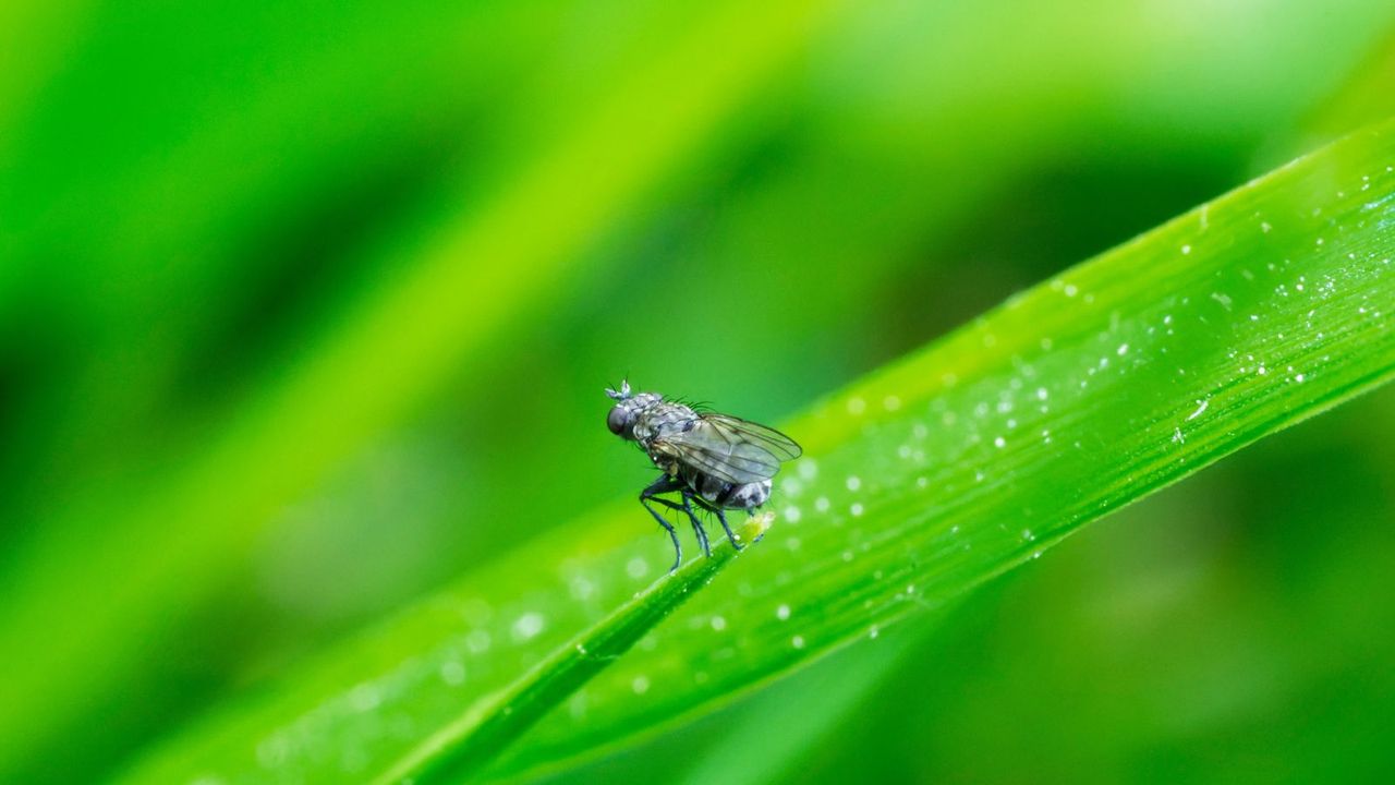 Close-up of insect on leaf 