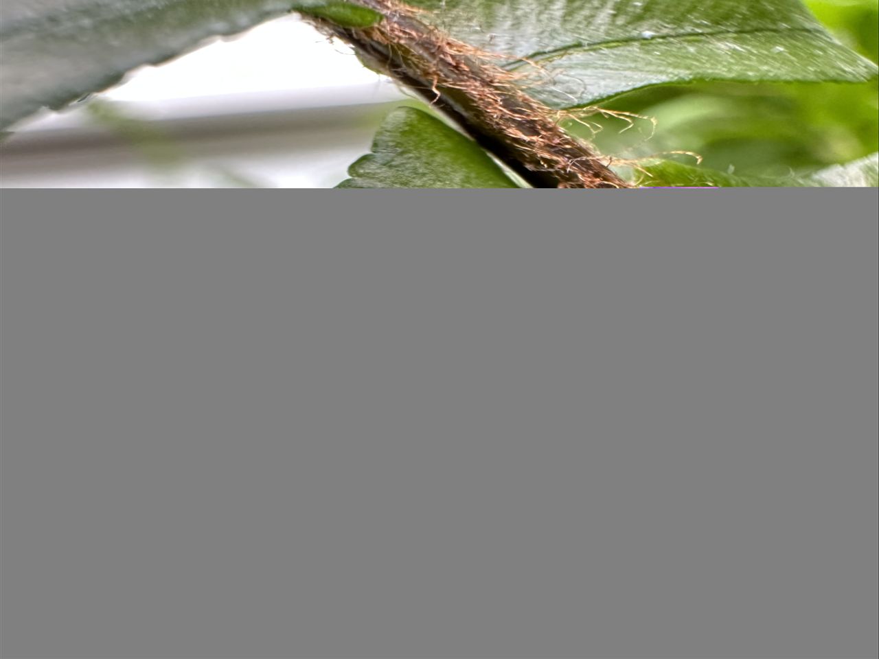 Apple iPhone 14 Pro macro shot of plant