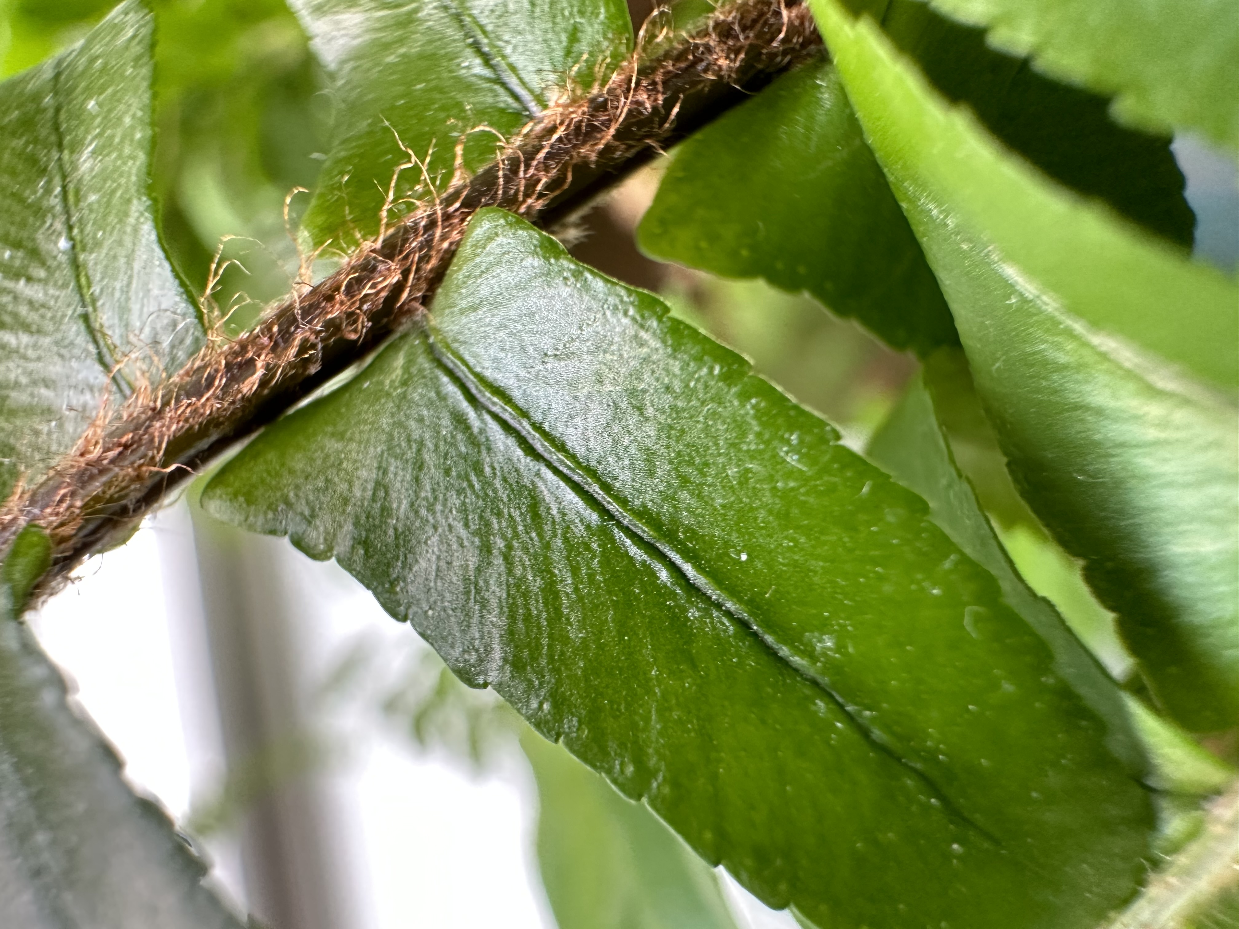 Apple iPhone 14 Pro macro shot of plant