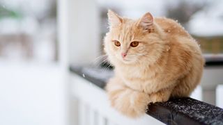 Cat outside in the snow