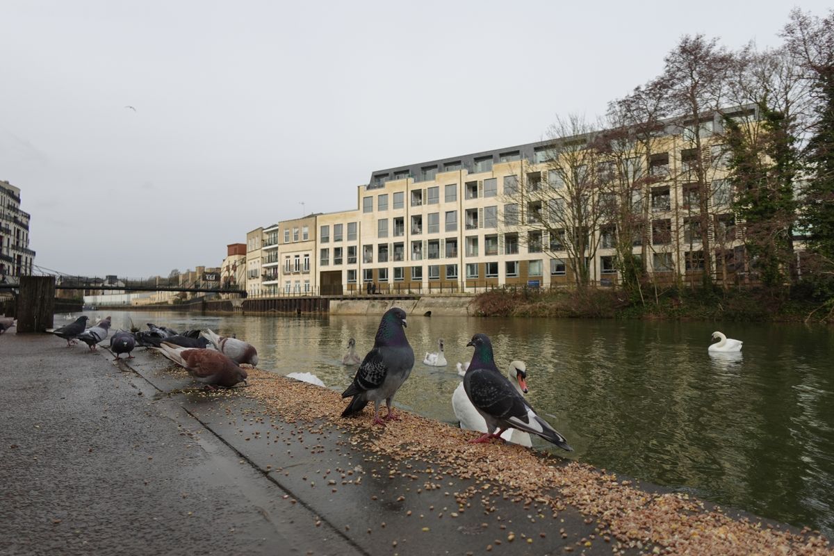 A photo of pigeons by a river taken on a Sony ZV-1F vlogging camera