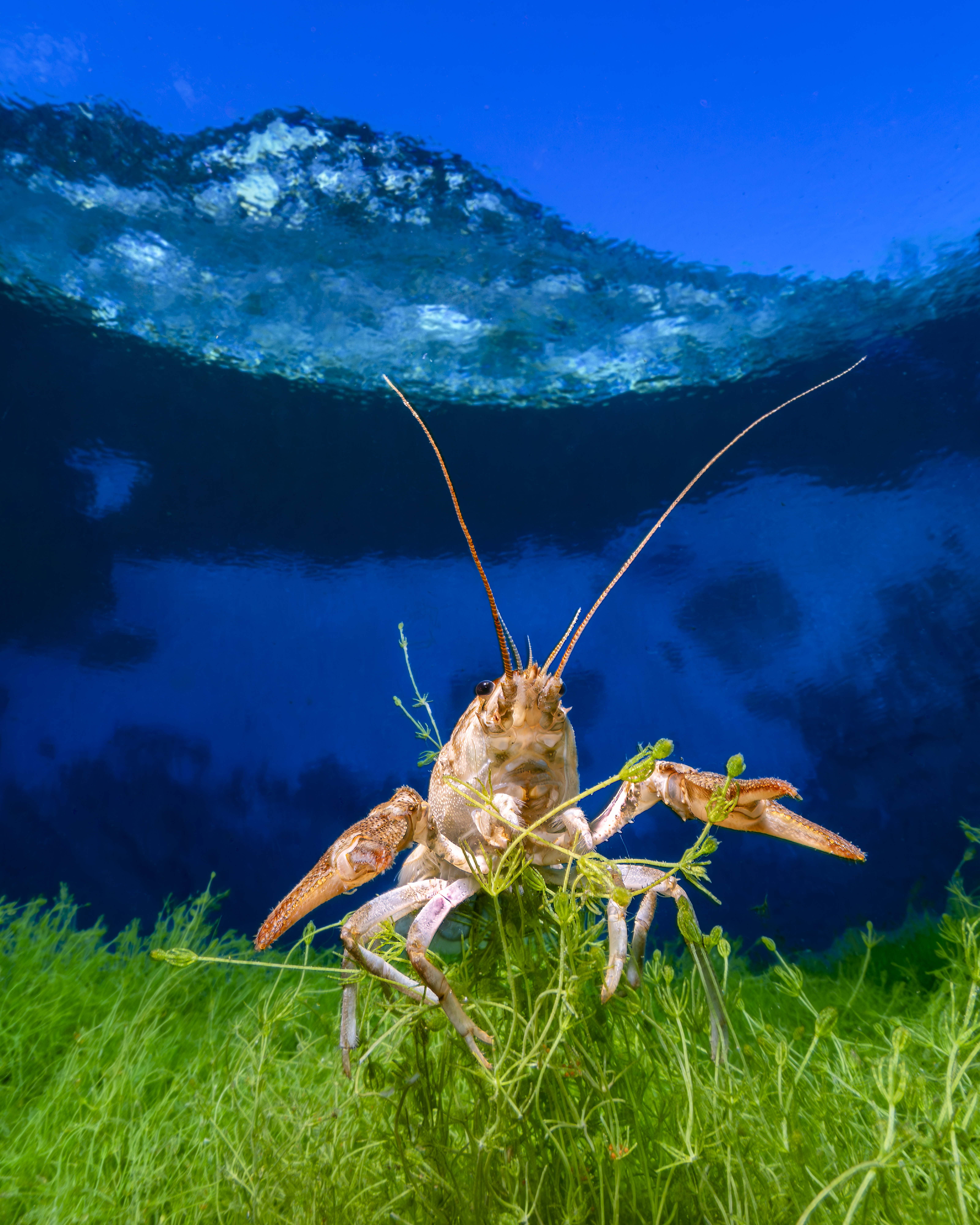 A crawfish peers at the camera underwater