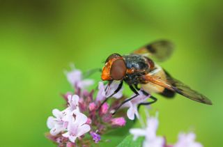 GuruShots - Macro Vision