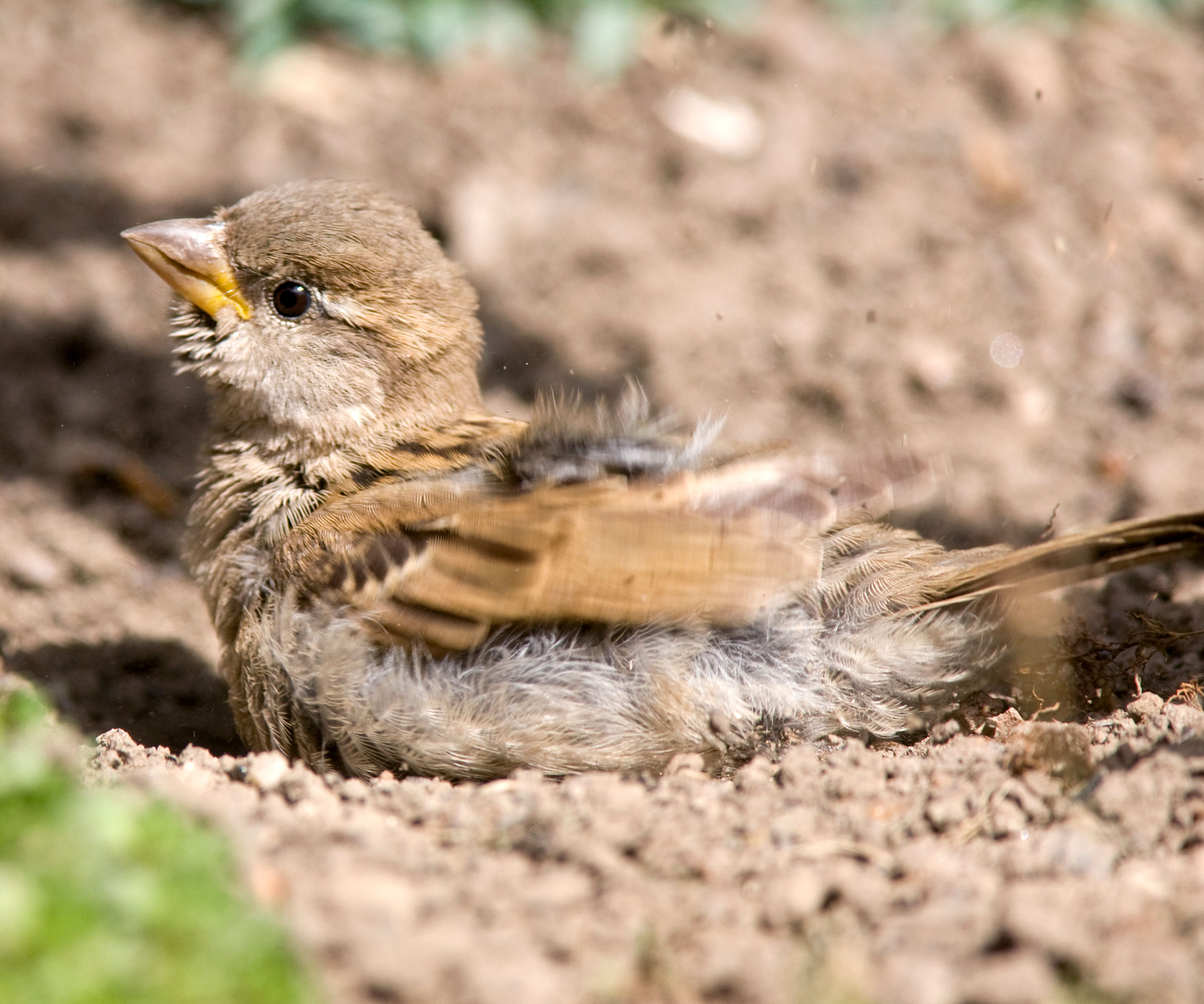baby sparrow taking a dust bath