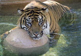 Zoo tigers are given boomer balls to sink their teeth into.