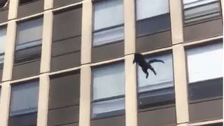 Cat jumps from burning building