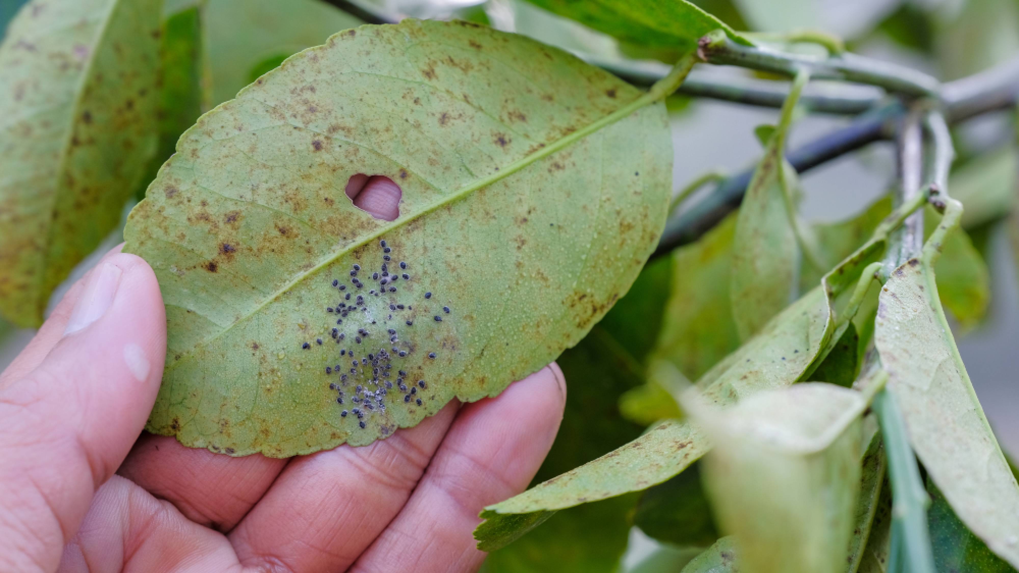 Thrips destroyed leaf