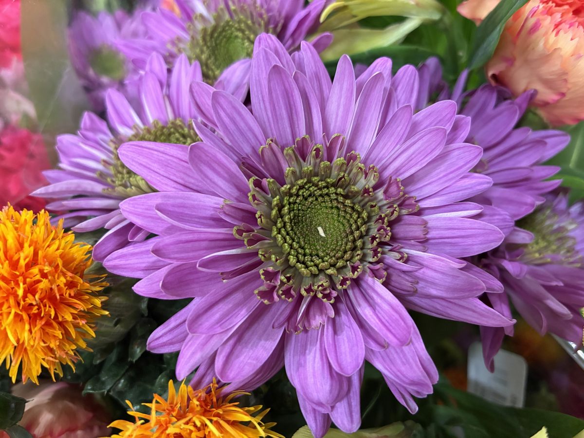 Apple iPhone 16e macro sample.
