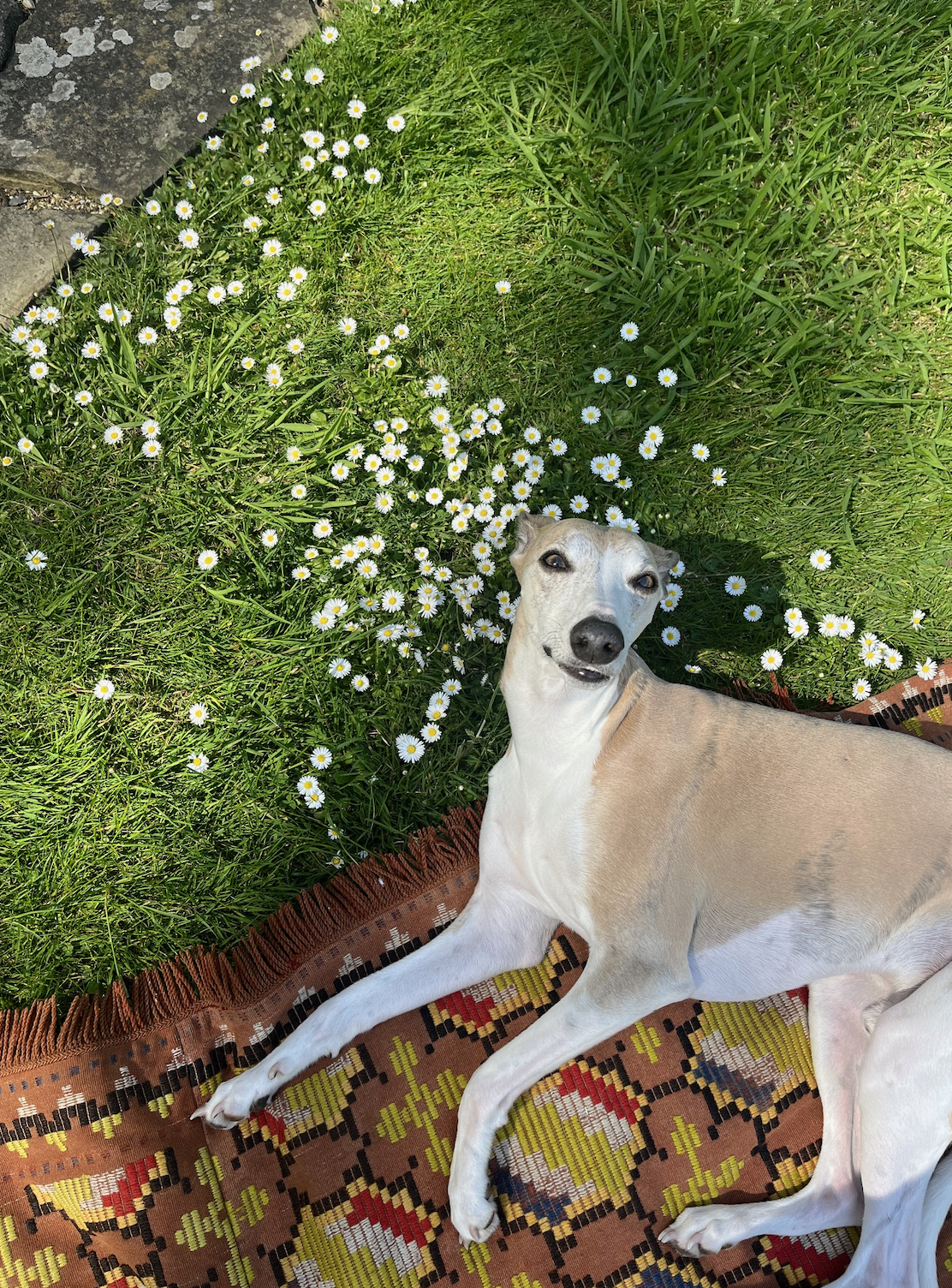 Zenon the dog, lounging among grass and daisies