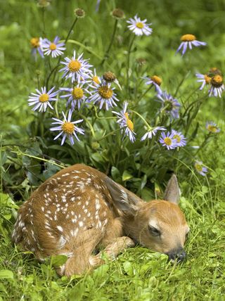 sleeping baby deer