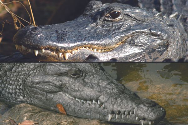 Distinquishing Between Crocodile & Alligator Skin