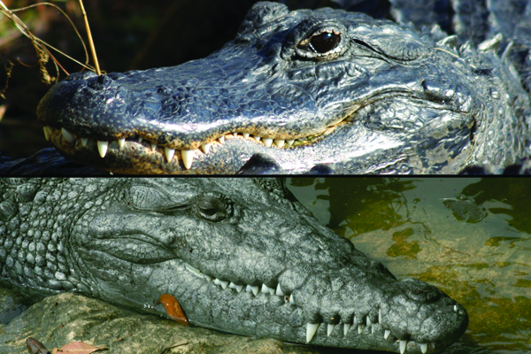 Defining Qualities of Crocodile & Alligator Skin