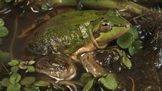 a paradoxical frog sitting in a pond