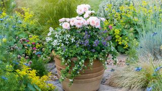 A patio space featuring a pale pink rose growing in a pot alongside trailing plants