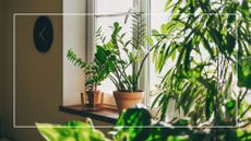 picture of numerous houseplants in home with light coming through