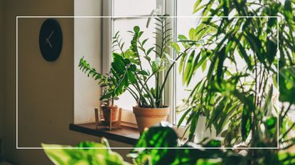 picture of numerous houseplants in home with light coming through