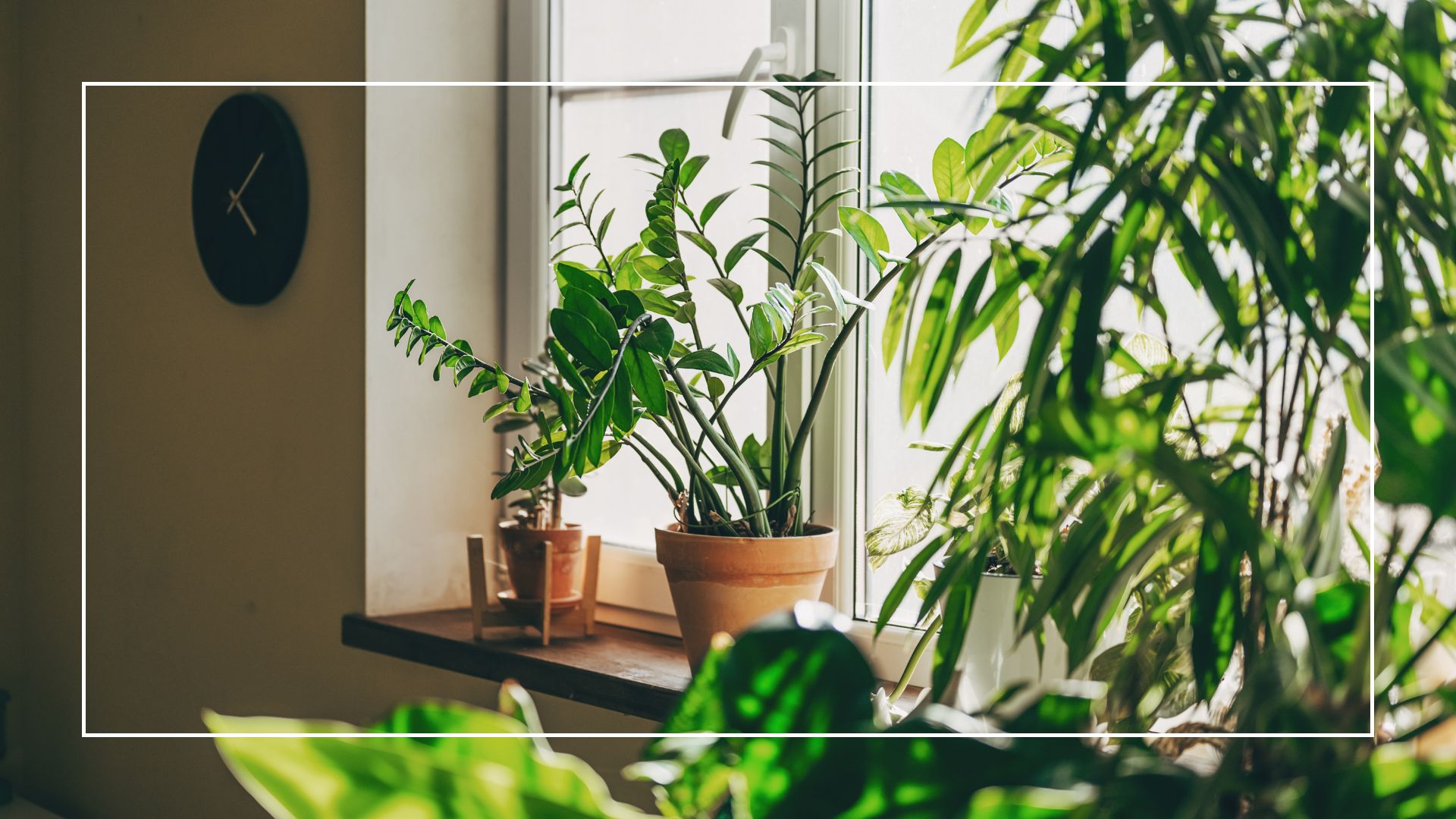  picture of numerous houseplants in home with light coming through