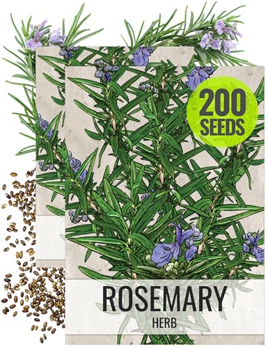 Seed Needs Rosemary Seeds for Planting - Non-Gmo Heirloom &amp;amp; Untreated Perennial Herbs to Plant a Medicinal &amp;amp; Culinary Kitchen Garden Indoors or Outdoors (2 Packs)