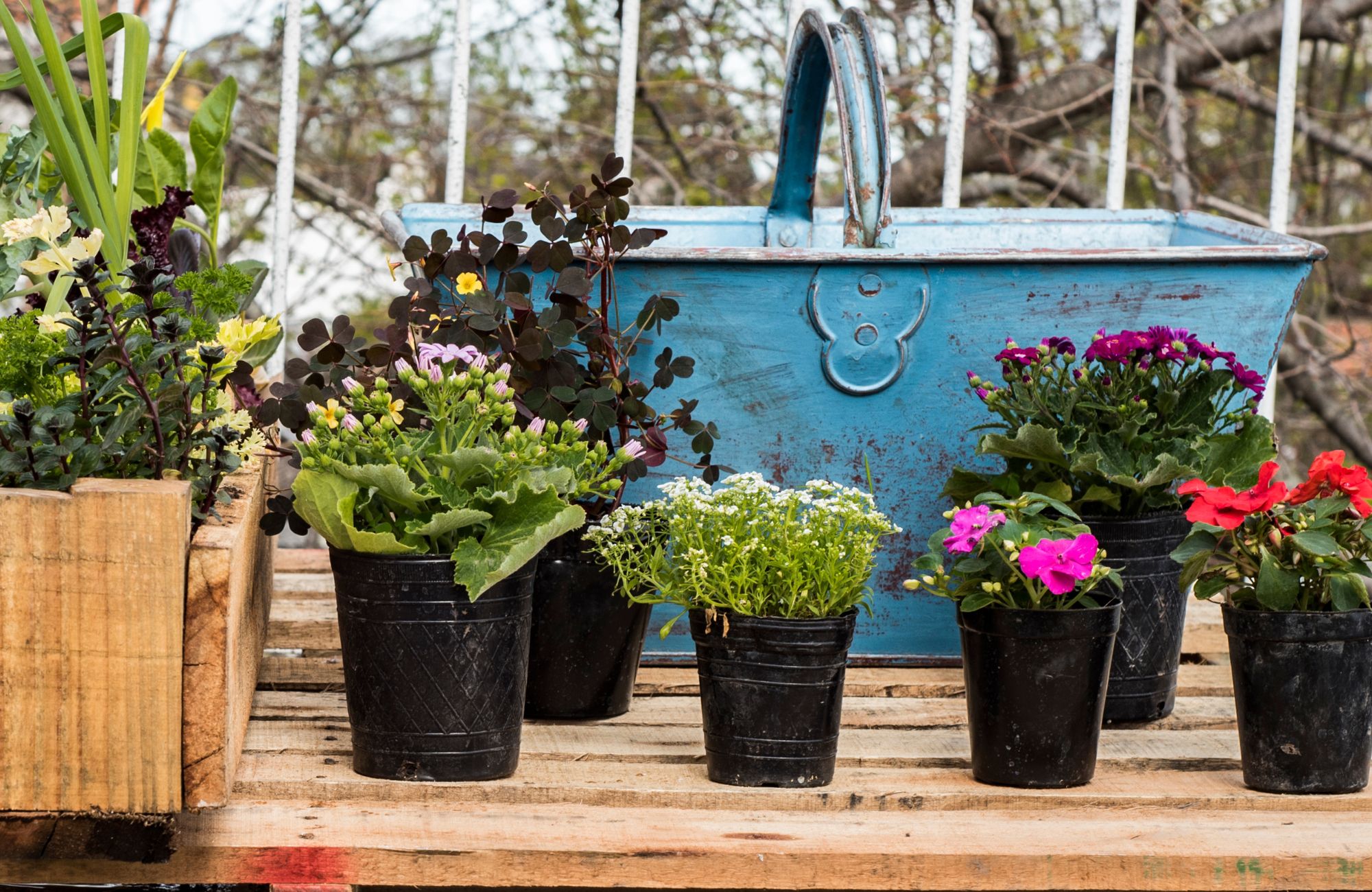 Organic rooftop garden kit