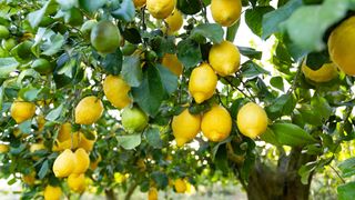 Lemon tree with ripe fruit