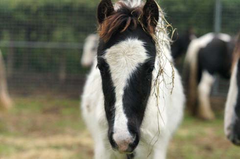 Cute foal Alton