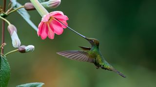 Sword-billed hummingbird (Ensifera ensifera) nectaring on passion flower, Ecuador.