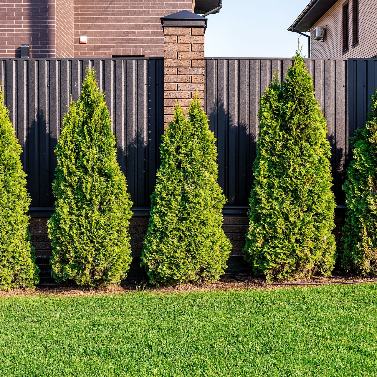 thuja in front of fence in yard 