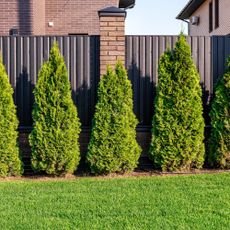 thuja in front of fence in yard 