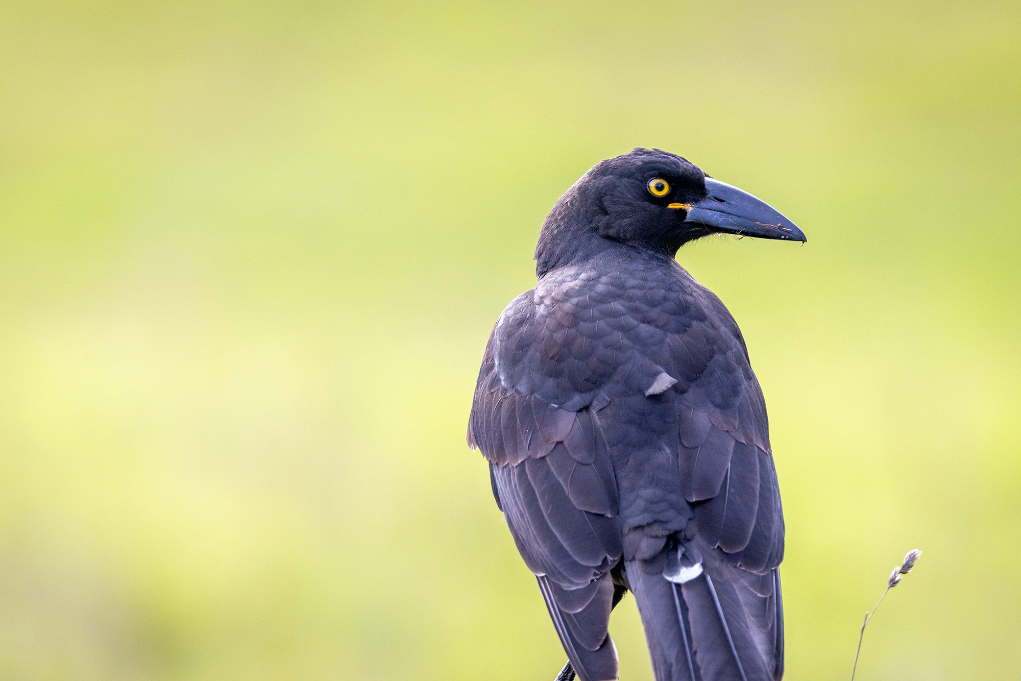 A King Island Black Currawong perched on a tree on Boulder Wildlife Sanctuary, a 200-hectare wildlife refuge on Tasmania&amp;rsquo;s King Island.