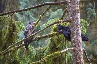 Wildlife Photographer of the Year bear cub image 2021