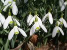 snowdrops