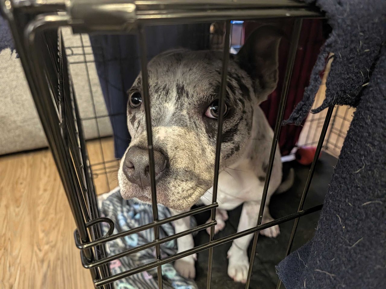 A dog in a kennel