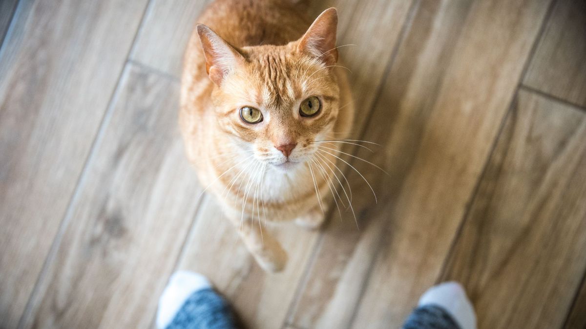 Cat sitting at owner&#039;s feet