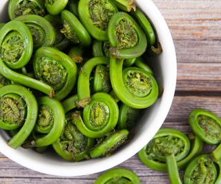 fiddlehead ferns harvested in bowl