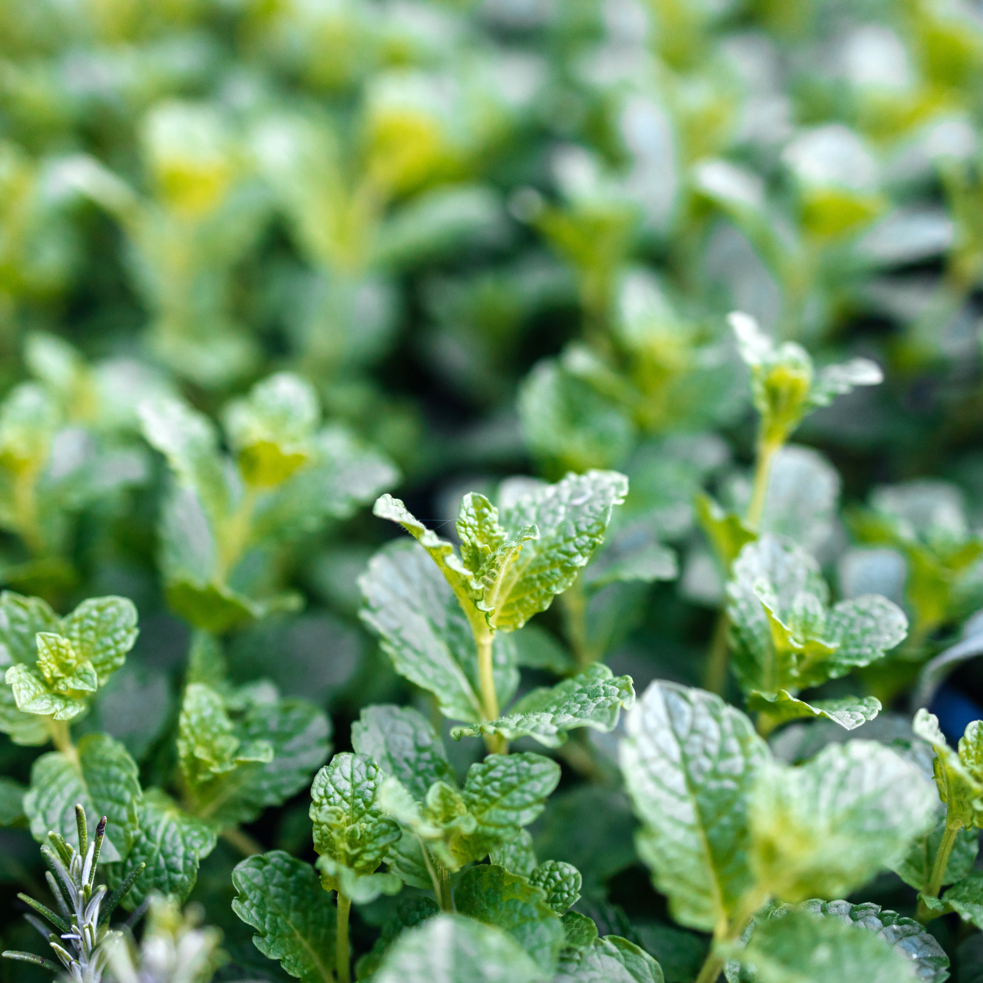 close-up of peppermint.