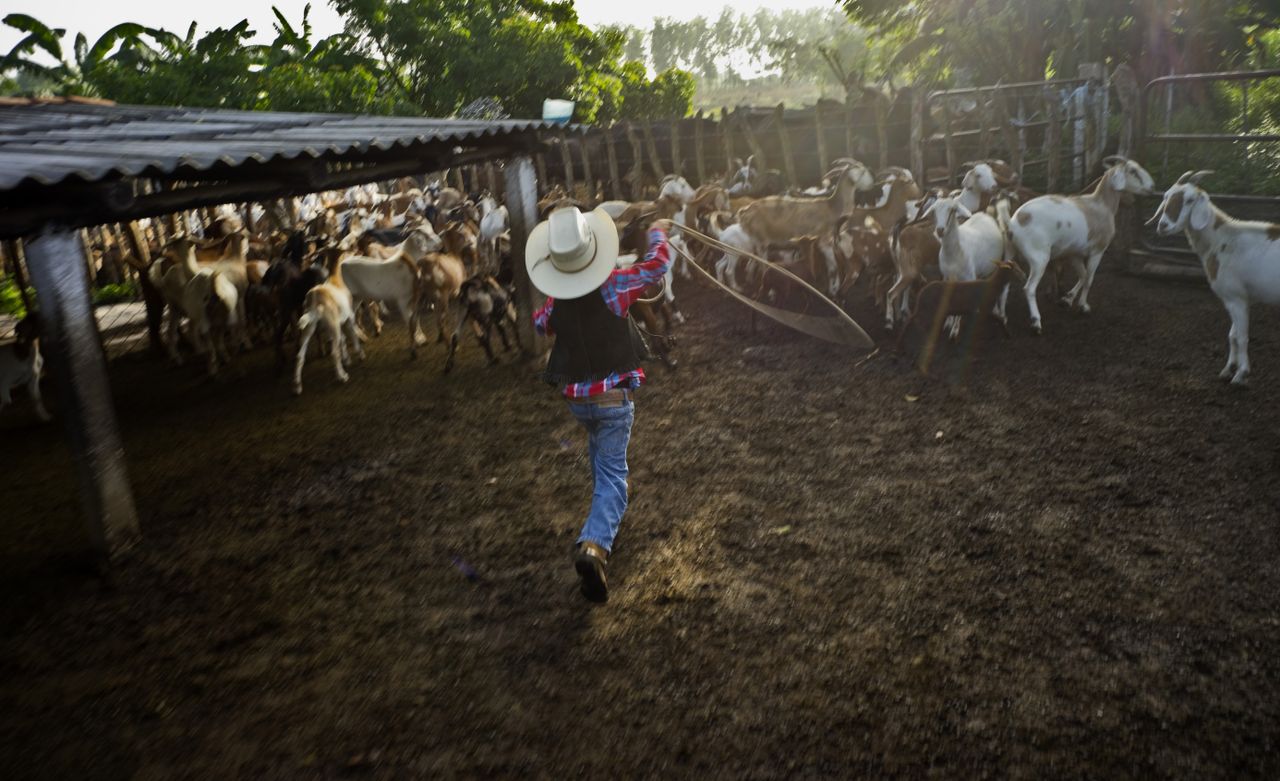 David Obregon works to lasso a goat for milking at his parents farm in Sancti Spiritus, central Cuba. 