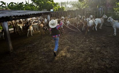 David Obregon works to lasso a goat for milking at his parents farm in Sancti Spiritus, central Cuba. 