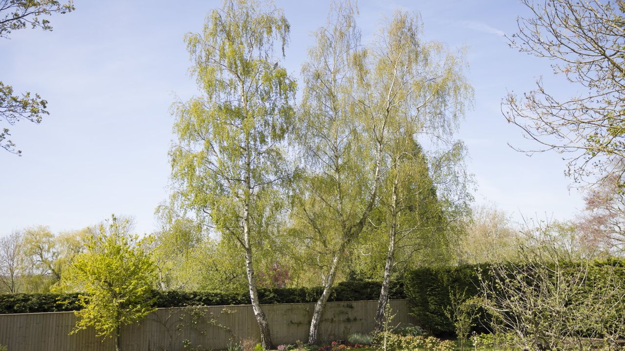 Silver birch trees in a backyard