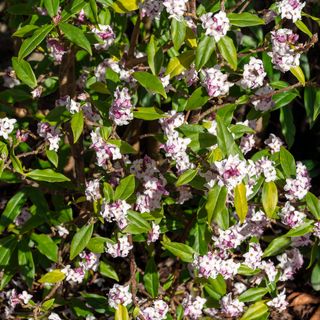 Daphne with pink flowers