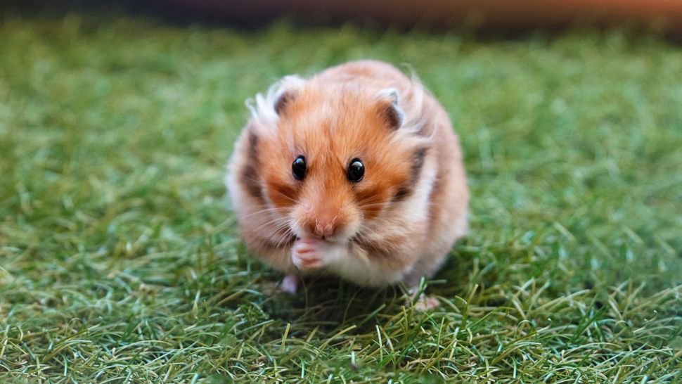 25 best first pets for children petsradar