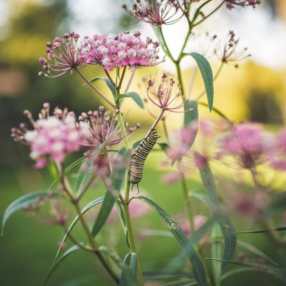 Monarch caterpillar on stem of milkweed plant