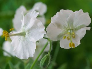 white flowers of Geranium phaeum 'Album'