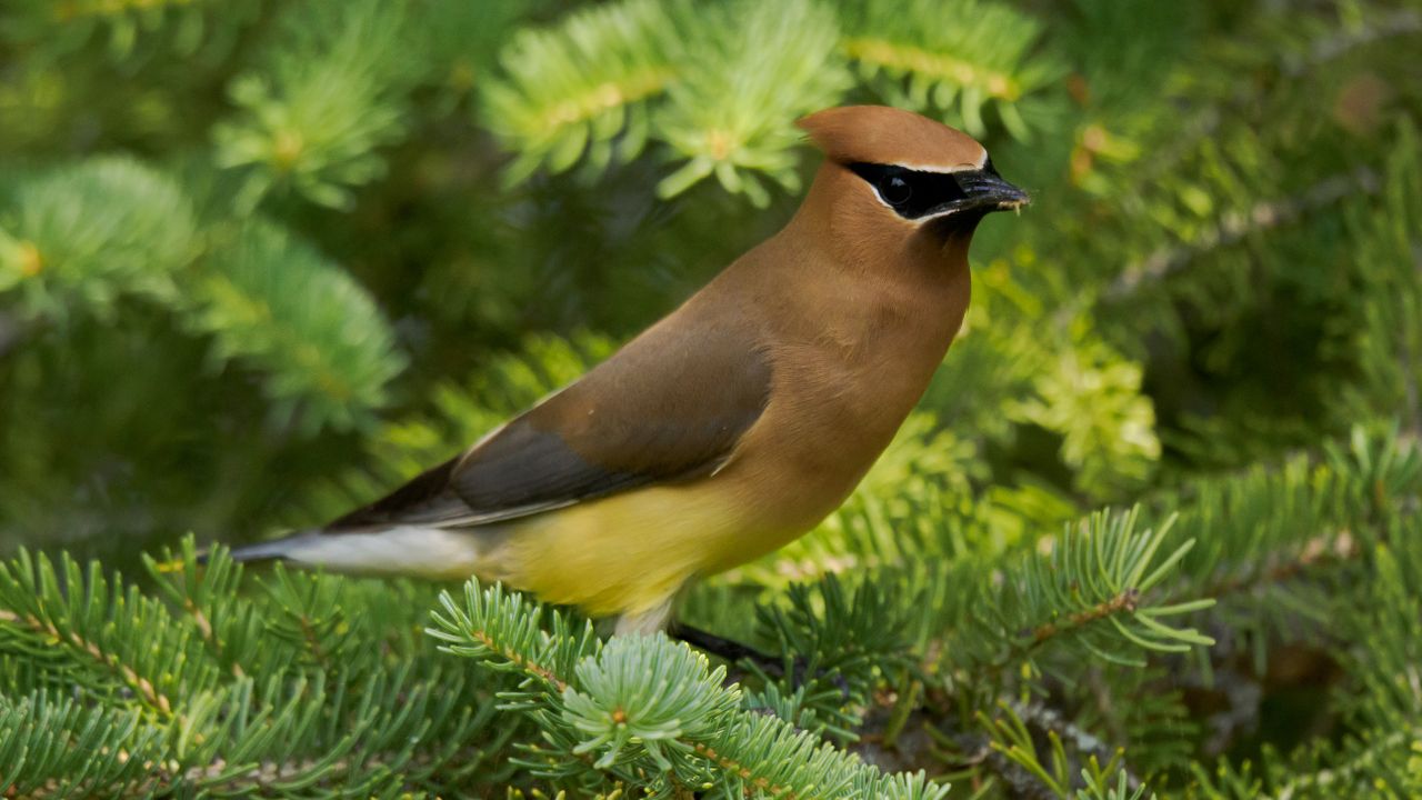 Cedar Waxwings