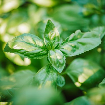 Basil plant at the end of the season