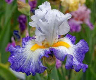 bearded iris Gentle Reminder blooming in summer display